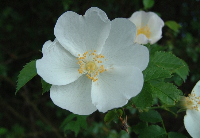 rose selvatiche